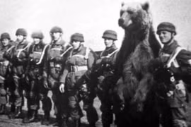 Một chú gấu từng được tuyển làm binh nhì trong Thế chiến II