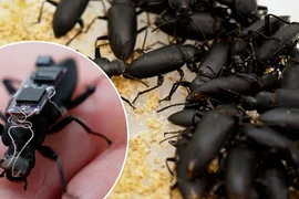 Xuất hiện gián robot khổng lồ, dư luận tranh cãi "nảy lửa" vì...