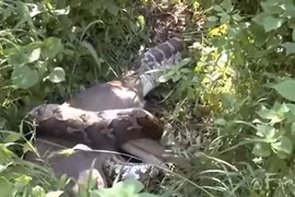 Trăn gấm khổng lồ nuốt chửng con mồi và cái kết... lãng xẹt 