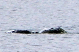Đi dạo bất ngờ đụng trúng thứ bí ẩn, nghi quái vật hồ Loch Ness
