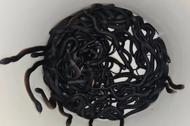 Nghe tiếng động lạ, run rẩy thấy 102 “quái thú” ngoài vườn 