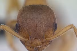 Sự thật hãi hùng loài ký sinh trùng “zombie” có thật ngoài đời 