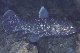 "Quái ngư" bất ngờ tái xuất gần Việt Nam sau 70 triệu năm tuyệt tích 