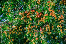 Trồng 5 cây cảnh trong nhà, con cháu thịnh vượng nhiều đời