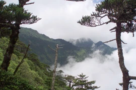 Loài cây "quý như vàng" ở Việt Nam, cả thế giới coi như báu vật 