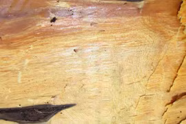 Loại gỗ quý chỉ 2 quốc gia sở hữu, Việt Nam có 1.000 cây