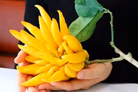 6 loại cây hút tiền, thịnh vượng dịp Tết Nguyên đán