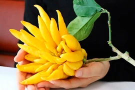 6 loại cây hút tiền, thịnh vượng dịp Tết Nguyên đán