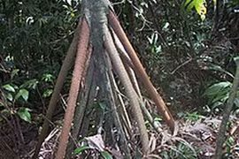 Sự thật chấn động loài cây "biết đi" duy nhất trên thế giới