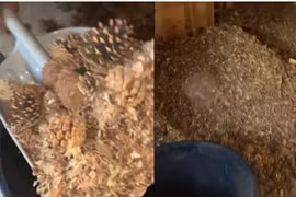 Hì hục sửa nhà cũ, bàng hoàng phát hiện “kho báu” vô song 