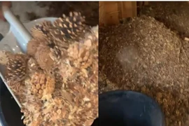 Hì hục sửa nhà cũ, bàng hoàng phát hiện “kho báu” vô song 