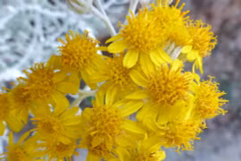 Top 4 cây cảnh hút vàng, trồng trong nhà sung túc, giàu có