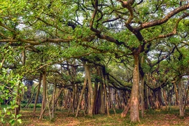 Sửng sốt cây đa khổng lồ nhất thế giới, tán rộng bằng cả khu rừng 