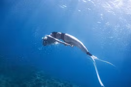 Nữ streamer Việt cá tính khoe ảnh lặn biển "mướt mắt"... ngắm là mê 