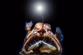 “Quỷ biển đen” bất ngờ trồi lên mặt nước... nhìn phát hãi hùng 