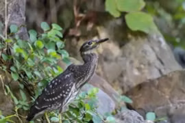 Loài chim quý hiếm bậc nhất, thế giới chỉ còn 1.000 con