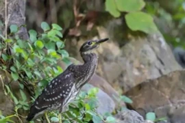 Loài chim quý hiếm bậc nhất, thế giới chỉ còn 1.000 con