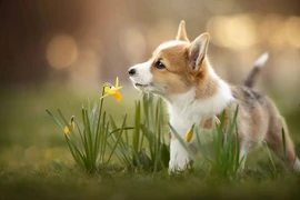 30 ngày tới: 3 con giáp tài lộc rộn ràng, tin vui tới tấp