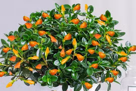 4 cây cảnh điềm lành trồng dịp Tết, gia chủ cả năm dư dả 