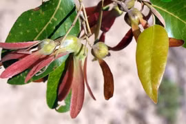 Độc lạ loài cây “cứng như sắt, quý hơn vàng”, duy nhất Việt Nam có