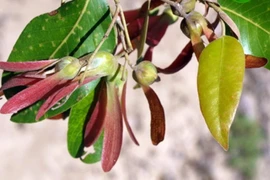 Độc lạ loài cây “cứng như sắt, quý hơn vàng”, duy nhất Việt Nam có