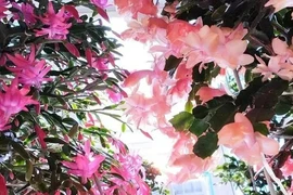 Tặng hoa ngày Tết, đừng gửi nhầm kẻo mất quan hệ