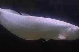 8 loài cá "giá chát" nhất hành tinh, có loài đắt ngang siêu xe 