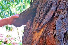 13 "cây thép thiên nhiên" sót lại trên Trái đất... chỉ Việt Nam sở hữu 