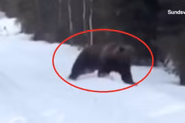 Bị gấu khủng tấn công, người đàn ông hành động cực bất ngờ 