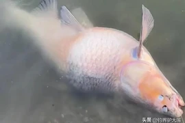 Câu được quái ngư khủng, lão nông lập tức hét lớn "Thả ngay ra!" 