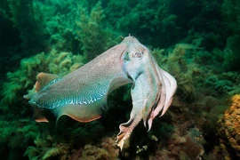 Giật mình sự thật về 10 loài mực nổi tiếng thế giới