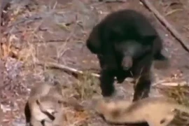 Lỡ tay tát báo sư tử con, gấu đen ngậm ngùi nhận kết đắng 