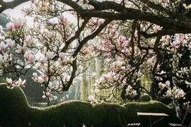 Trồng 4 cây 'kim ngọc mãn đường' trong sân: Phúc lành tự nhiên đến