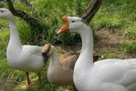 Ngỗng có khả năng canh gác nhà cửa, sân vườn như loài chó 
