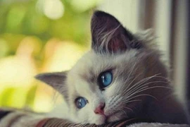 Danh sách 4 con giáp thiện lương, giàu phúc báu nhất năm 2025 