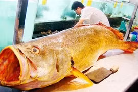 Loài cá quý hiếm bậc nhất Việt Nam, hàng tỷ đồng mỗi cân
