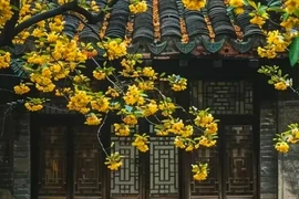 3 cây may mắn trồng trước nhà, lộc tụ về không ngớt