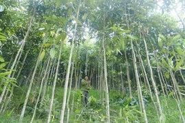 Loài cây quý hơn vàng của Việt Nam, cả thế giới khao khát