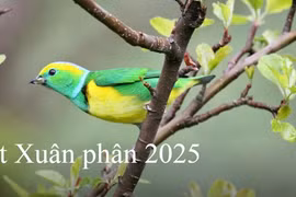 Tiết Xuân phân 2025: Nên làm gì để cầu tài, cầu phúc