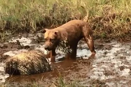 Hung hăng săn nhím, chú chó nhận cái kết đắng lòng 