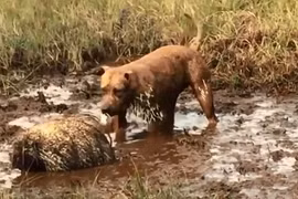 Hung hăng săn nhím, chú chó nhận cái kết đắng lòng 