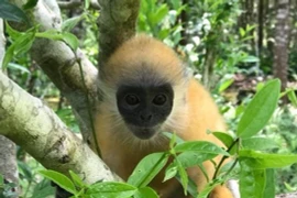 Loài linh trưởng trong sách Đỏ thế giới chỉ có ở Việt Nam