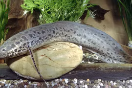 Kinh ngạc loài cá duy nhất nhịn ăn uống vài năm vẫn sống khỏe 