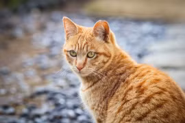 Qua Tết Thanh minh 3 con giáp lợi nhuận tăng vọt, giàu nứt vách