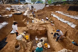 Đào gốc cây, chuyên gia ngã quỵ thấy cảnh tượng khó tin bên dưới 