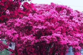 Ngắm cây cảnh tiên hoa diễn giải hết ý nghĩa cuộc sống