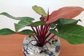 Top 3 loài cây hút lộc trồng đón Tết, tiền tự nhiên theo về