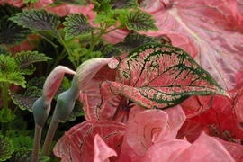 Cây cảnh đẹp lộng lẫy, mang may mắn, thịnh vượng vào nhà