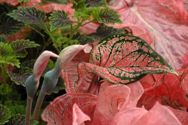 Cây cảnh đẹp lộng lẫy, mang may mắn, thịnh vượng vào nhà