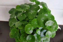 5 cây cảnh mang lại may mắn cho gia chủ, nhất định phải trồng